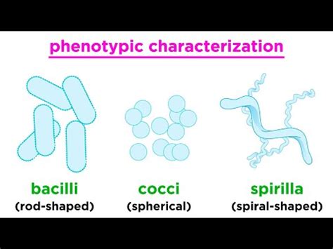 bacteria 2+意思|【bacteria 2 意思】細菌到底有多恐怖？揭開 bacteria 2+ 的真相